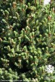 Pic. gl. Pyramidalis (3) (Kopiowanie).jpg