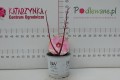 DSC01729.JPG