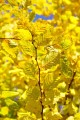 leaves-4100514_1280.jpg