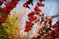 rowan-4036271_1280.jpg