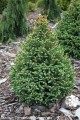 Pic. gl. Pyramidalis (4) (Kopiowanie).jpg