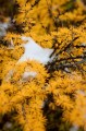 larch-5735383_1280.jpg