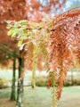 trees-5592047_1280.jpg