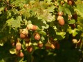 english-oak-10383_1280.jpg