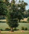 Dąb szypułkowy 'Fastigiate Koster'1 poglądowe.jpg