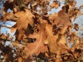 quercus-robur-850721_1280.jpg