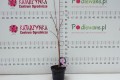 Ketmia syryjska 'Pink Giant' C2.JPG