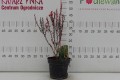 Berberys Thunberga 'Erecta' C2.JPG