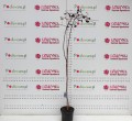 Aronia czarnoowocowa (Pa) C7,5.JPG