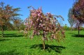 spring-suspension-cherry-3339071_1280.jpg