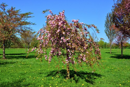 spring-suspension-cherry-3339071_1280.jpg