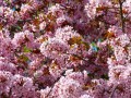 blood-plum-6345_1280.jpg