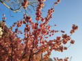 prunus-6245361_1280.jpg