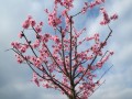 prunus-dulcis-855256_1280.jpg