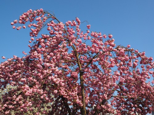 cherry-blossom-1260684_1280.jpg