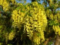 laburnum-6165285_1280.jpg