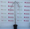 Grab pospolity 'Pendula' (Pa) C15.JPG