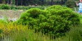 Pinus densiflora 'Tamoyosho Compacta'1.jpg