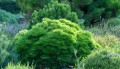 Pinus densiflora 'Tamoyosho Compacta'.jpg