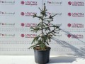 Świerk pospolity 'Rubra Spicata' C30.jpg