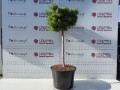 Sosna pospolita 'Frensham' (Pa) C50.jpg