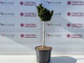 Cyprysik tępołuskowy 'Nana Gracilis' (Pa) C30.jpg