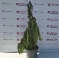 Cyprysik nutkajski 'Pendula' C60.jpg