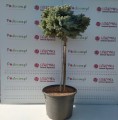 Świerk kłujący 'Glauca Compacta' (Pa) C100.jpg