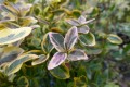 Trzmielina Fortune'a 'Emerald'n Gold'.JPG