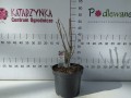 Ketmia syryjska 'Gandini Santiago' HIBISKUS C5.jpg
