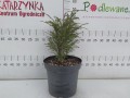 Choina kanadyjska 'Little Ninja' C7,5.jpg