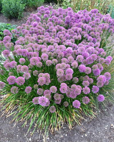 millenium_allium-hybrida_75293_2.jpg