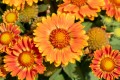 gusto-orange-zest_gaillardia-hybrida_76494_1.jpg