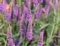 first-match_veronica-longifolia_74813_1.jpg