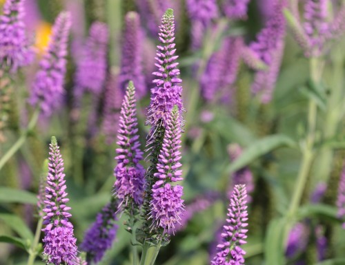 first-match_veronica-longifolia_74813_1.jpg