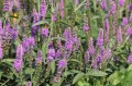 first-match_veronica-longifolia_74813_2.jpg