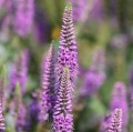 first-match_veronica-longifolia_74813_3.jpg