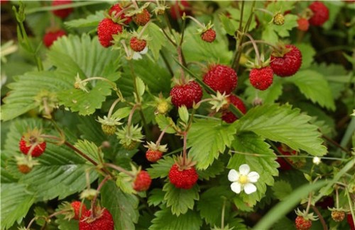 rzgen_fragaria-vesca_72605_1.jpg