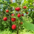vesca_fragaria-vesca_72660_1.jpg