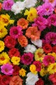 happy-hour-mix_portulaca-grandiflora_49820_1.jpg