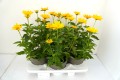 oriole-single-yellow_heliopsis-helianthoides_74312_1.jpg