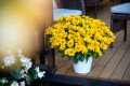 oriole-single-yellow_heliopsis-helianthoides_74312_3.jpg