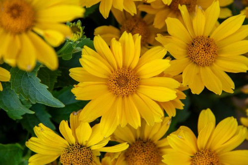 oriole-single-yellow_heliopsis-helianthoides_74312_4.jpg