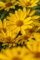oriole-single-yellow_heliopsis-helianthoides_74312_5.jpg