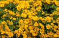 oriole-single-yellow_heliopsis-helianthoides_74312_6.jpg