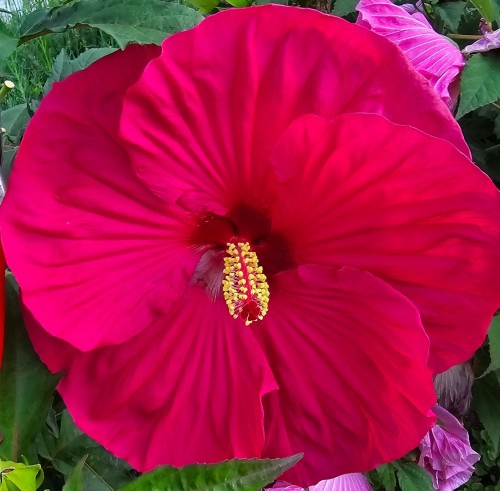 pink-dragon_hibiscus-moscheutos_78924_1.jpg