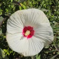 red-dot_hibiscus-moscheutos_78926_1.jpg