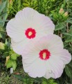 red-dot_hibiscus-moscheutos_78926_2.jpg