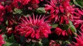 bee-happy_monarda-hybrida_74279_2.jpg