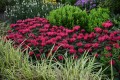 bee-happy_monarda-hybrida_74279_3.jpg